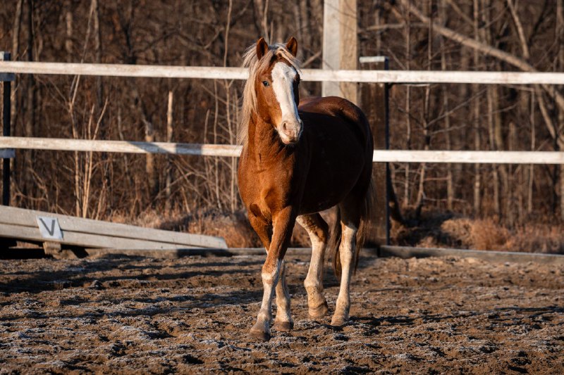 🐎Конный клуб "ВладКонТур"🐎 Владивосток