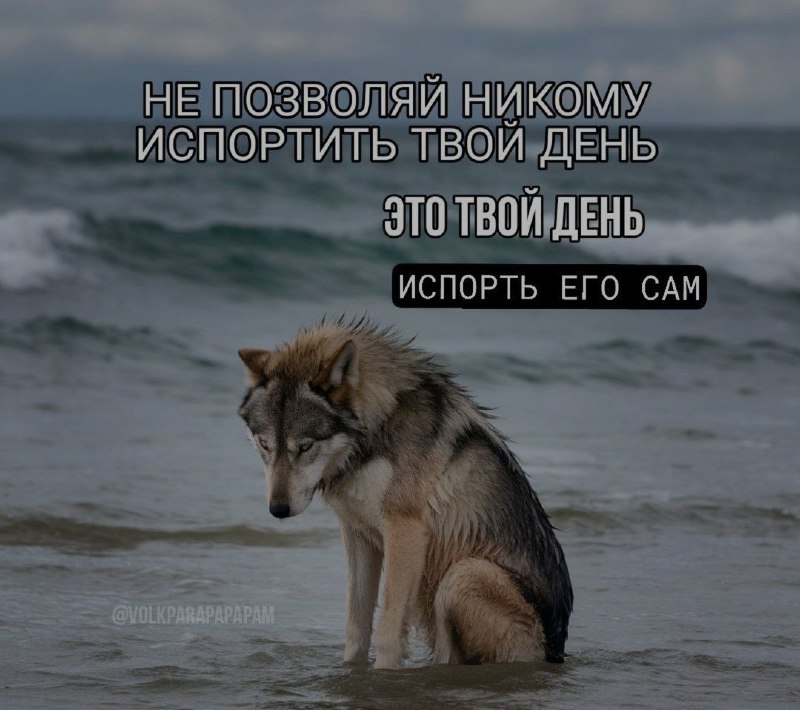 Цитаты волка 🐺