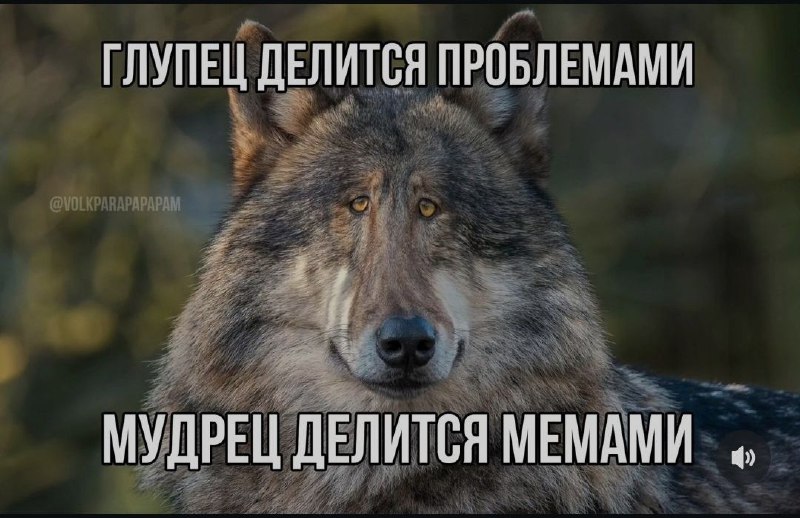 Цитаты волка 🐺