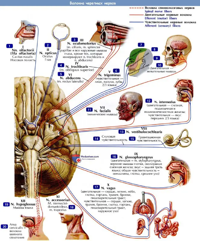 Двигательные и чувствительные волокна черепных нервов …