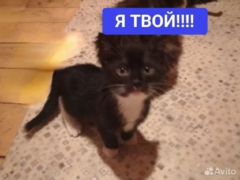 всратые котята с авито в телеграме