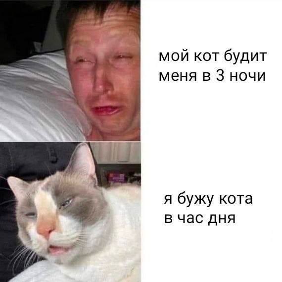 Всратые еблеты котов