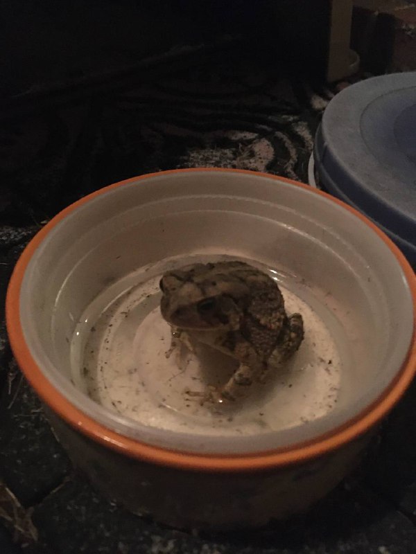 Found a toad fren ON GUARD