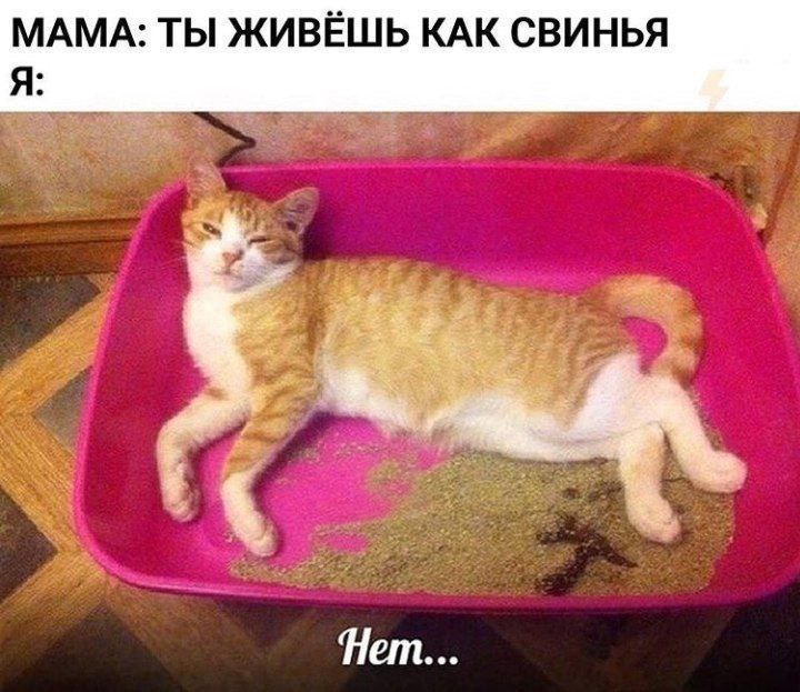 КАБИНЕТНЫЙ СОГЛЯДАТАЙ