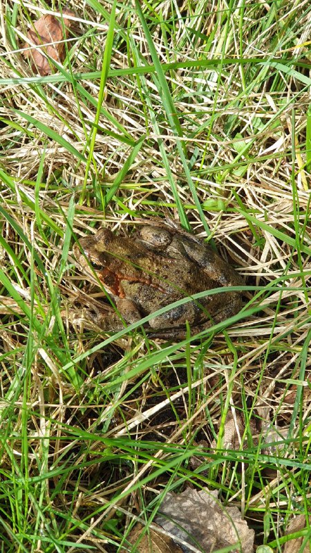 Ein Grasfrosch auf der Suche nach …