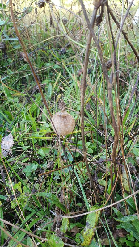 Waldgarten Schafwedel