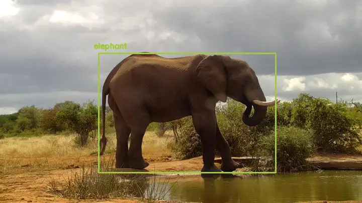 Detected: "elephant" at [Cat-EYE, Naledi](https://www.africam.com/wildlife/naledi-cat-eye-live-wildlife-channel/)