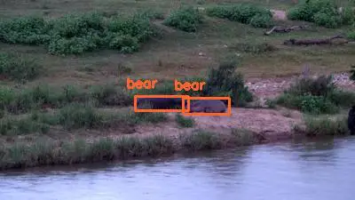 Detected: 'bear' at [Olifants River, Naledi](https://www.africam.com/wildlife/olifants-river-live-wildlife-channel/)