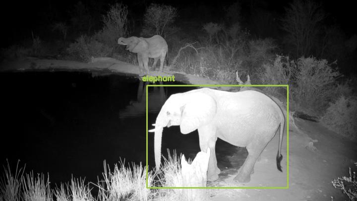 Detected: "elephant" at [Naledi Game Lodge](https://www.africam.com/wildlife/rosies-pan-at-naledi-live-wildlife-channel)