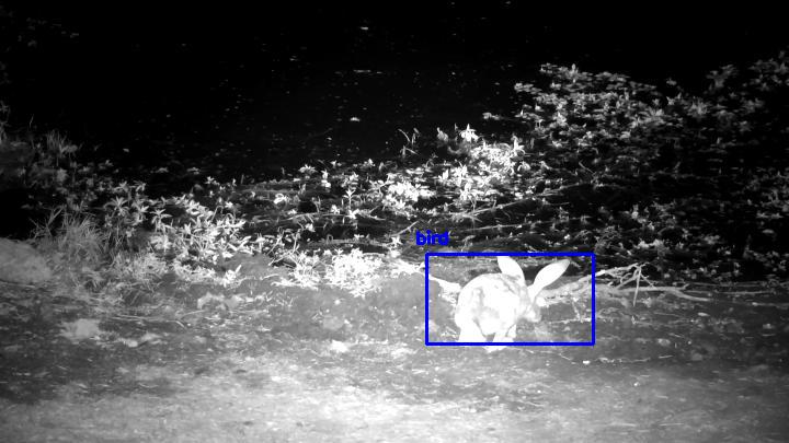 Detected: "bird" at [Naledi Dam, Africa](https://www.africam.com/wildlife/naledi-dam-live-wildlife-channel/)