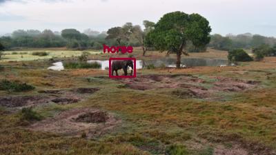 Detected: "horse" at [Tembe, Africa](https://www.africam.com/wildlife/tembe-live-wildlife-channel/)