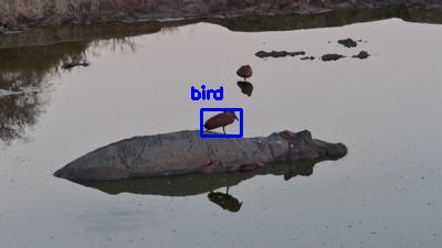 Detected: "bird" at [Nkorho](https://www.africam.com/wildlife/nkorho-live-wildlife-channel/)