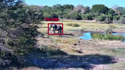 Detected: "horse" at [Tembe, Africa](https://www.africam.com/wildlife/tembe-live-wildlife-channel/)