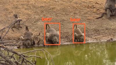 Detected: 'bear' at [Kwa Maritane, Africa](https://www.africam.com/wildlife/kwa-maritane-live-wildlife-channel/)