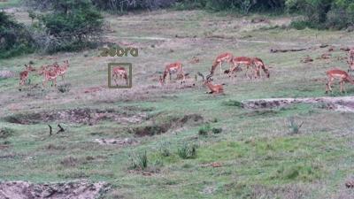 Detected: "zebra" at [Tembe, Africa](https://www.africam.com/wildlife/tembe-live-wildlife-channel/)