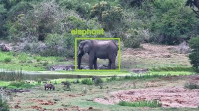 Detected: "elephant" at [Tembe, Africa](https://www.africam.com/wildlife/tembe-live-wildlife-channel/)