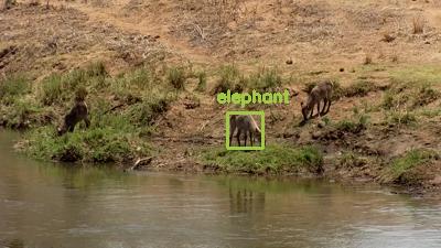 Detected: "elephant" at [Olifants River, Naledi](https://www.africam.com/wildlife/olifants-river-live-wildlife-channel/)