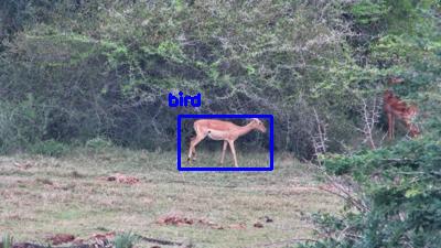 Detected: "bird" at [Tembe, Africa](https://www.africam.com/wildlife/tembe-live-wildlife-channel/)