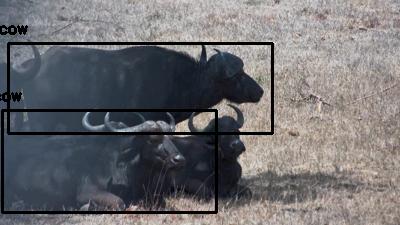 Detected: 'cow' at [Nkorho](https://www.africam.com/wildlife/nkorho-live-wildlife-channel/)