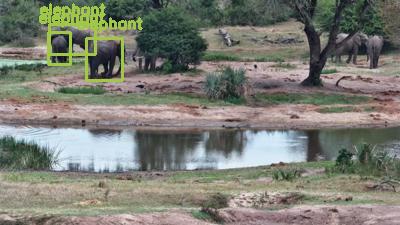 Detected: 'elephant' at [Tembe, Africa](https://www.africam.com/wildlife/tembe-live-wildlife-channel/)