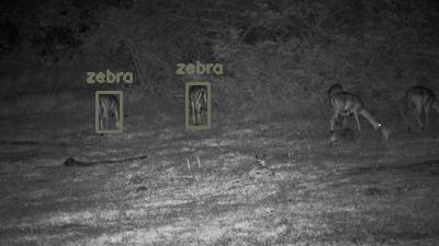 Detected: 'zebra' at [Tembe, Africa](https://www.africam.com/wildlife/tembe-live-wildlife-channel/)