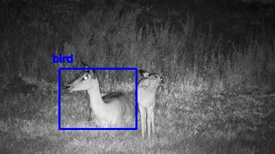 Detected: "bird" at [Tembe, Africa](https://www.africam.com/wildlife/tembe-live-wildlife-channel/)