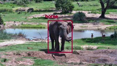 Detected: "horse" at [Tembe, Africa](https://www.africam.com/wildlife/tembe-live-wildlife-channel/)