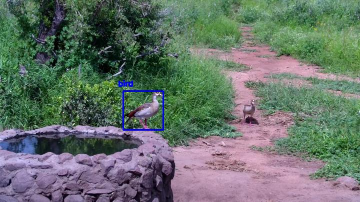 Detected: "bird" at [Naledi Dam, Africa](https://www.africam.com/wildlife/naledi-dam-live-wildlife-channel/)