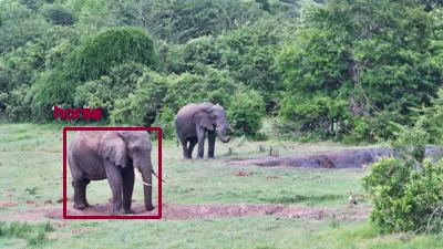 Detected: "horse" at [Tembe, Africa](https://www.africam.com/wildlife/tembe-live-wildlife-channel/)