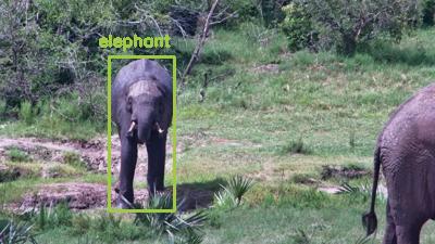 Detected: "elephant" at [Tembe, Africa](https://www.africam.com/wildlife/tembe-live-wildlife-channel/)