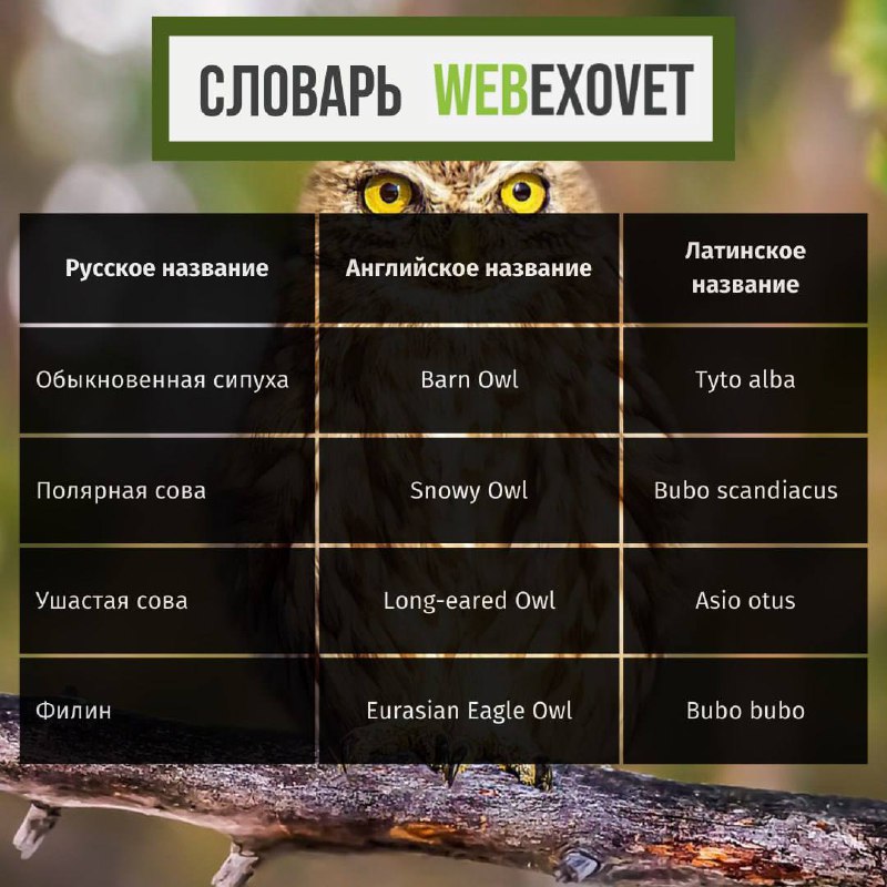 WebExoVet - Online school for Exotic …