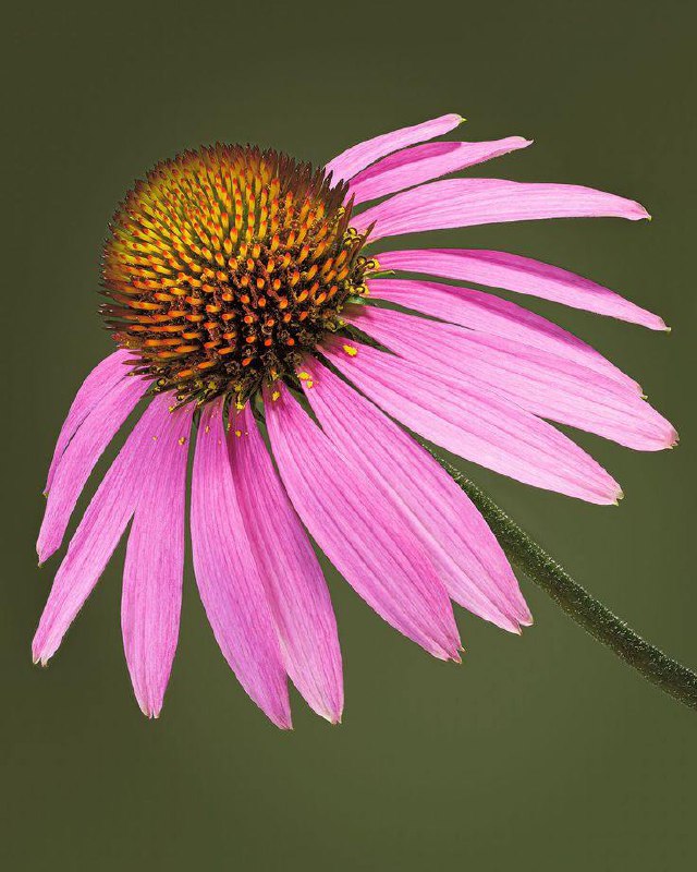 ***🌺*****Echinacea - die Heilkraft des Sonnenhutes***🌺***** …