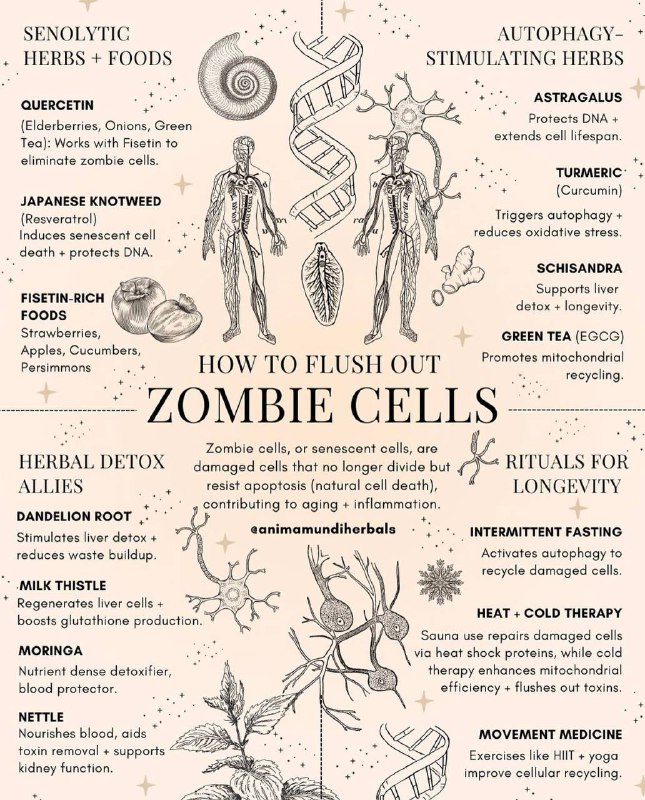 **Why are "zombie cells" dominating the …