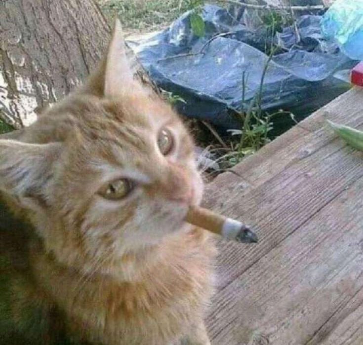 we love cigarettes 🥰