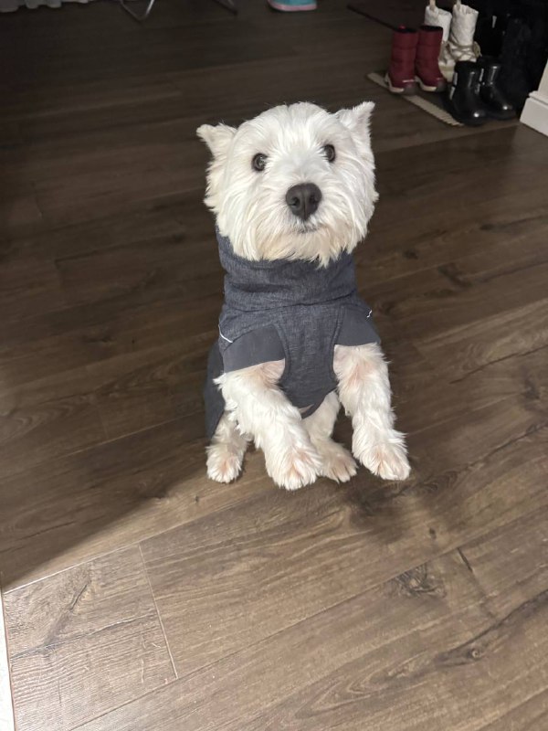 westie