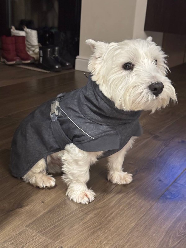 westie