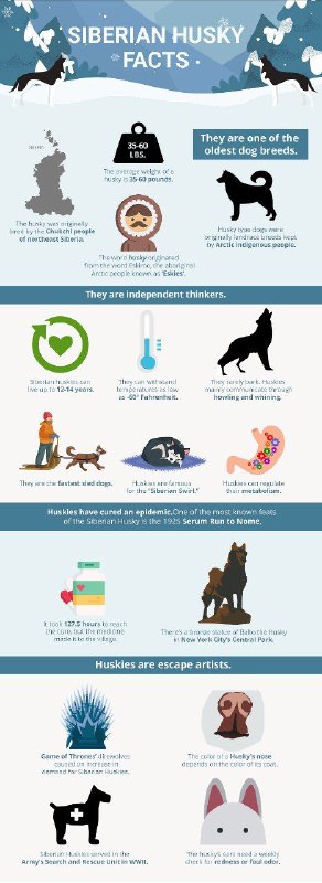 Siberian husky facts