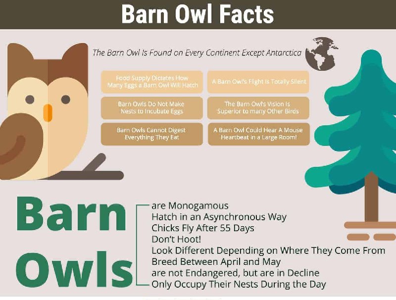 Barn Owl Facts ***🔥******🦉******🦉******🦉***