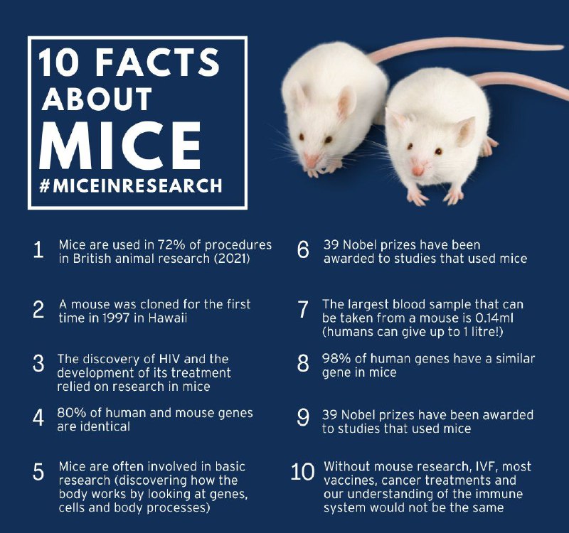 10 Facts about mice