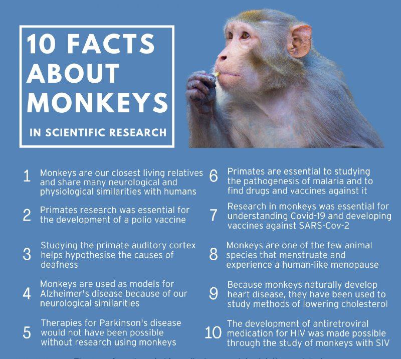 10 facts about monkeys