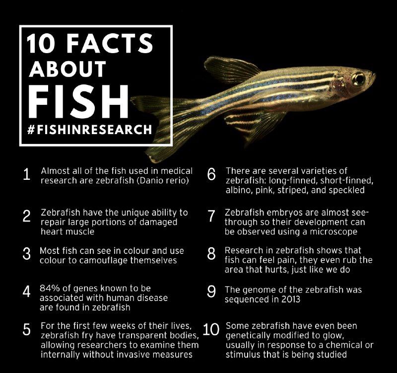 10 facts about fish