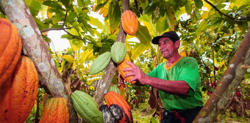 The cocoa price has doubled in mere months, but it shouldn&#39;t add much to the price of chocolate: here&#39;s why