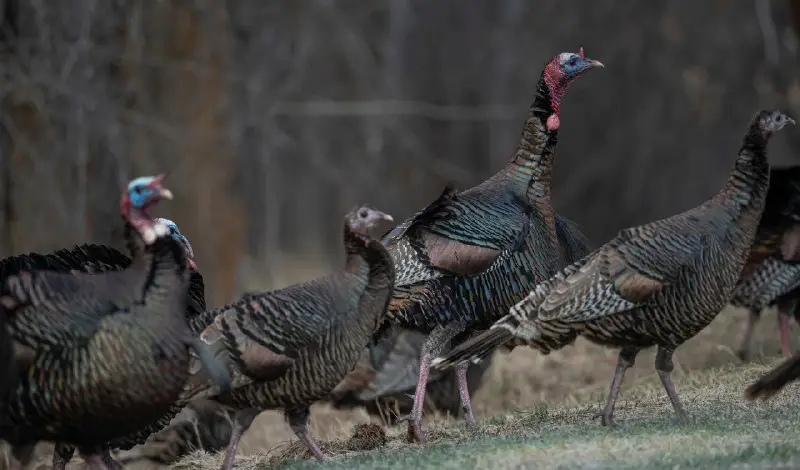 States Continue to Cut Turkey Hunting Opportunities Amid Population Declines