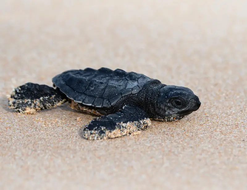 Оливковая ридлея / Olive ridley sea …