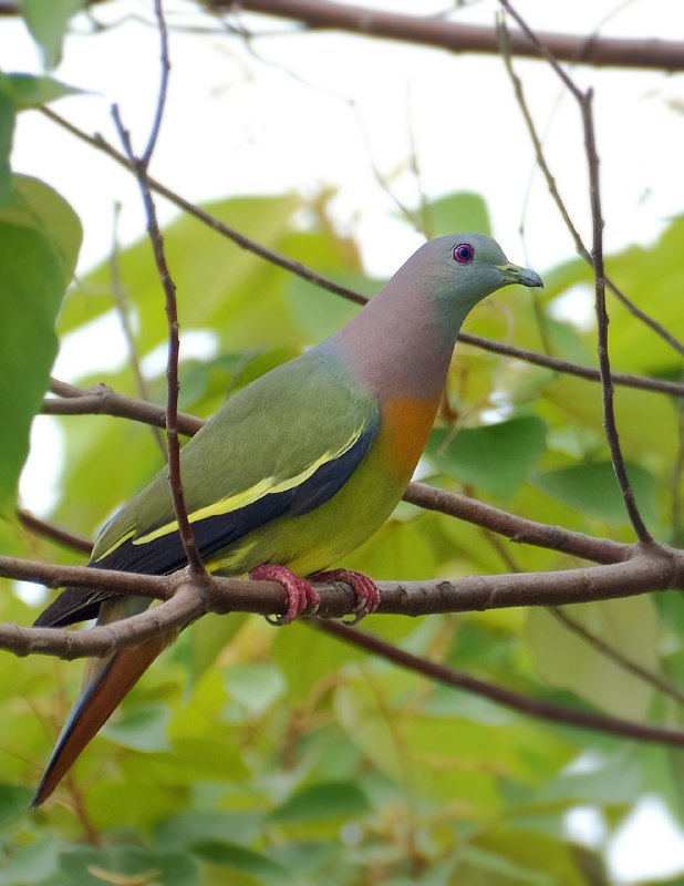 Розовошейный зелёный голубь / Pink-necked green …