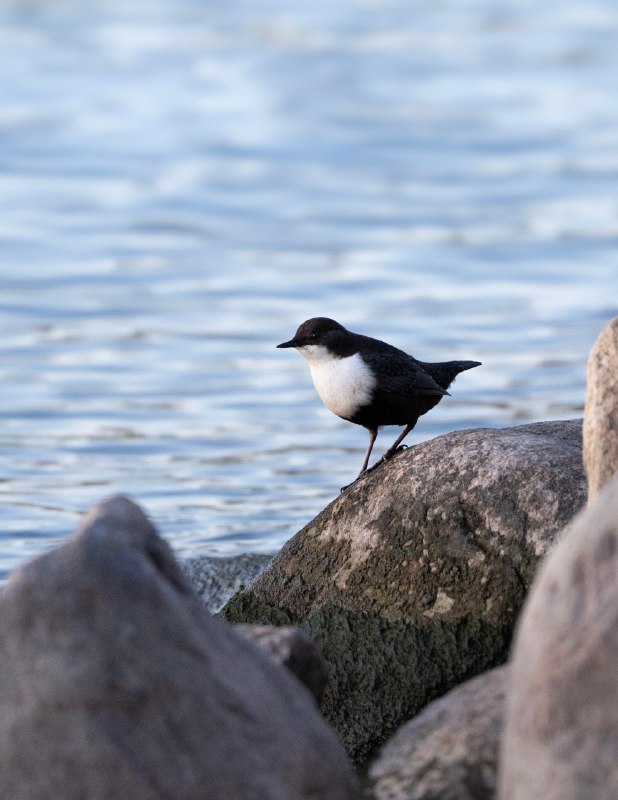 Birdwatching and wildlife