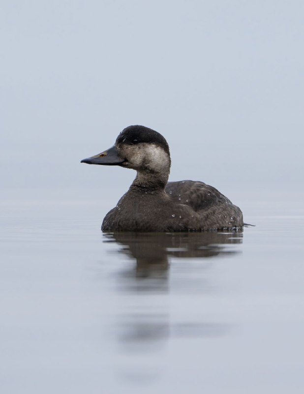 Синьга / Common scoter