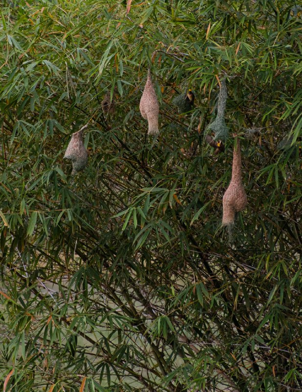 Birdwatching and wildlife