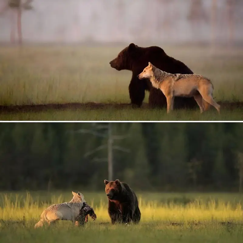 Un photographe finlandais a capturé l'exemple …