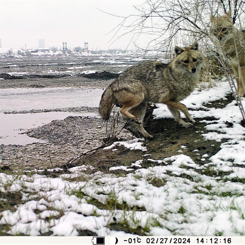 **Шоқол** дарё водийларининг тўқай ўсимликларида ва …